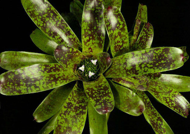 Neoregelia chlorosticta 'Best Clone' - Tropiflora