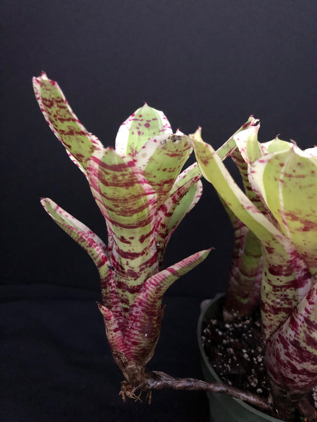 Neoregelia 'Hello Kitty'