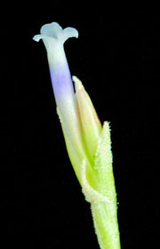 Tillandsia chusgonensis - Tropiflora