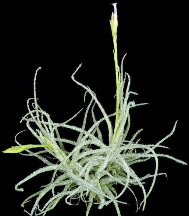 Tillandsia chusgonensis - Tropiflora