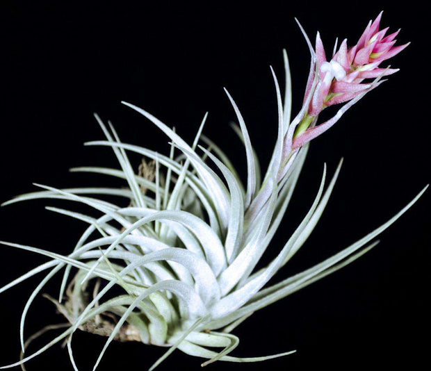 Tillandsia stricta var. albifolia - Tropiflora
