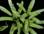 Vriesea vagans - Tropiflora