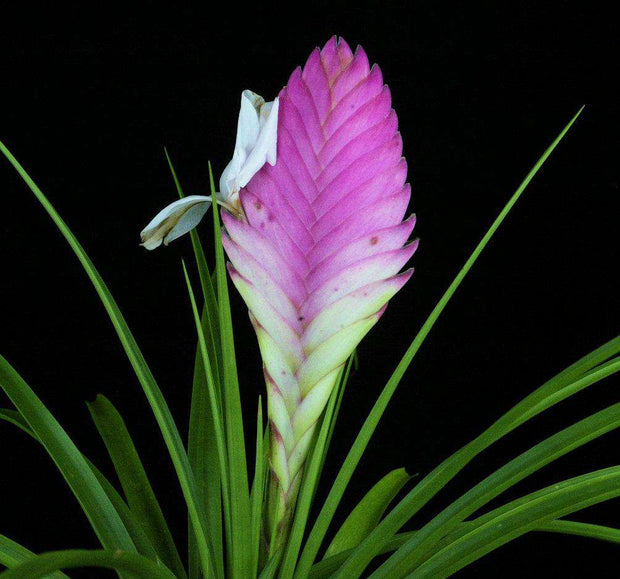 Wallisia cyanea 'White Flower' - Tropiflora