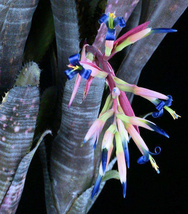 Billbergia 'Violet Night' - Tropiflora