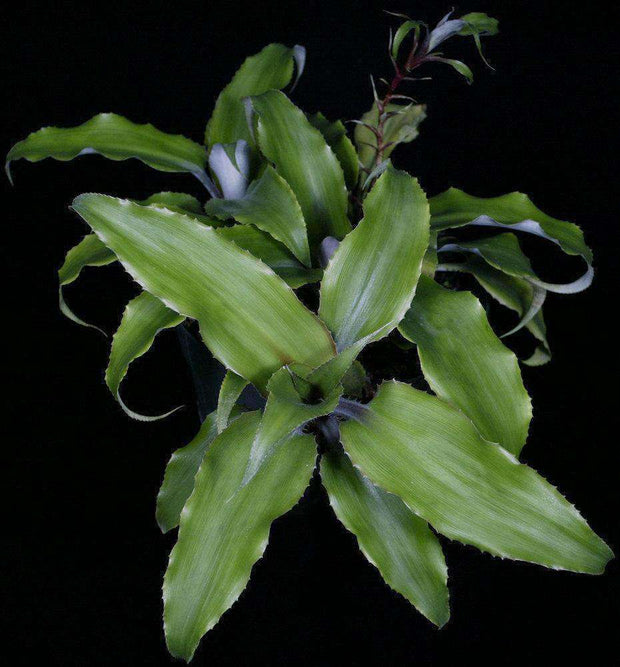 Disteganthus basilateralis - Tropiflora