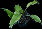Disteganthus basilateralis - Tropiflora