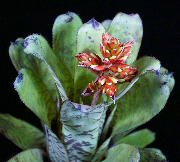 Aechmea 'Bert' F2 - Tropiflora