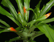 Nidularium campos-portoi var. robustum - Tropiflora