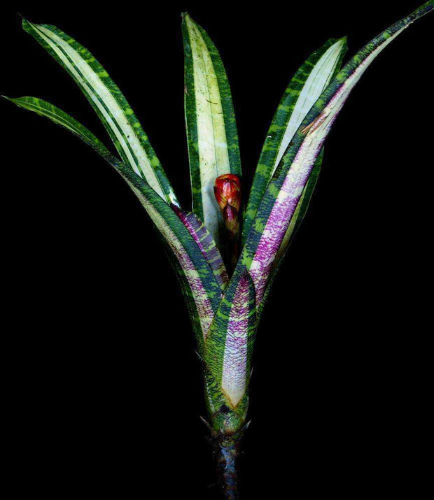 Guzmania musaica variegated - Tropiflora