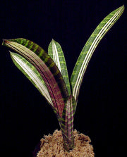 Guzmania musaica variegated - Tropiflora