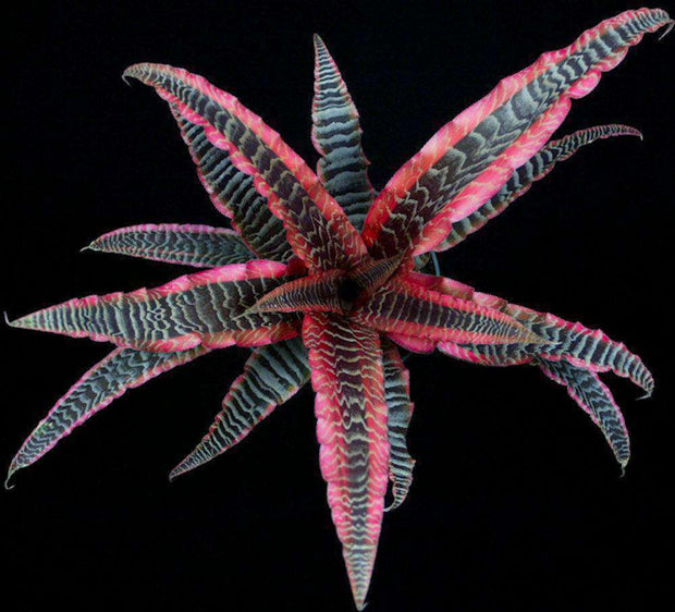 Cryptanthus 'Elaine' - Tropiflora