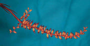 Aechmea 'Fireball' - Tropiflora