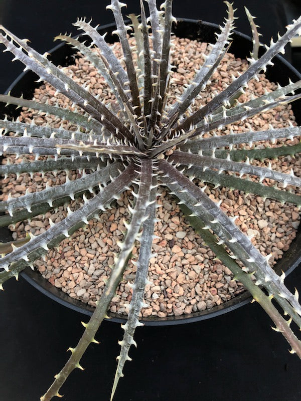 ディッキア ビルベイカー Dyckia tracking code FUU ⑴ 【公式通販】