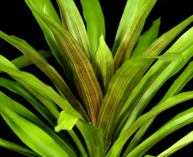 Nidularium procerum 'Stripes'