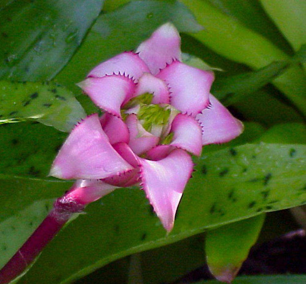 Wittrockia cyathiformis - Tropiflora