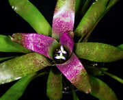 Neoregelia burlemarxii 'Small form' - Tropiflora