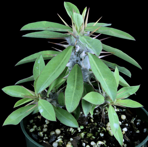 Euphorbia duranii