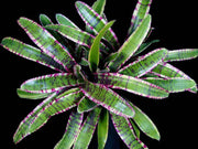 Neoregelia 'Harpo' - Tropiflora
