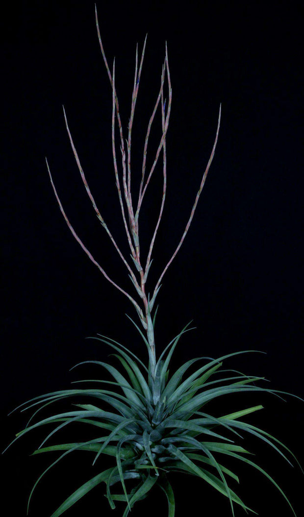 Tillandsia subteres - Tropiflora
