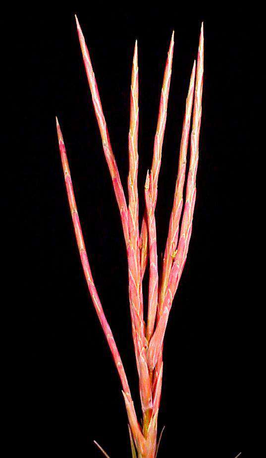 Tillandsia subteres - Tropiflora