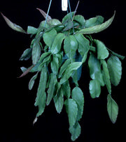 Rhipsalis rhombea 'Dave' - Tropiflora