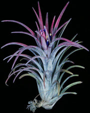 Tillandsia 'Charmer' - Tropiflora
