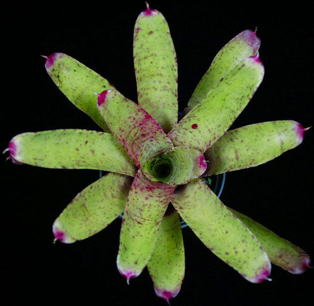 Neoregelia 'Sparkle' - Tropiflora