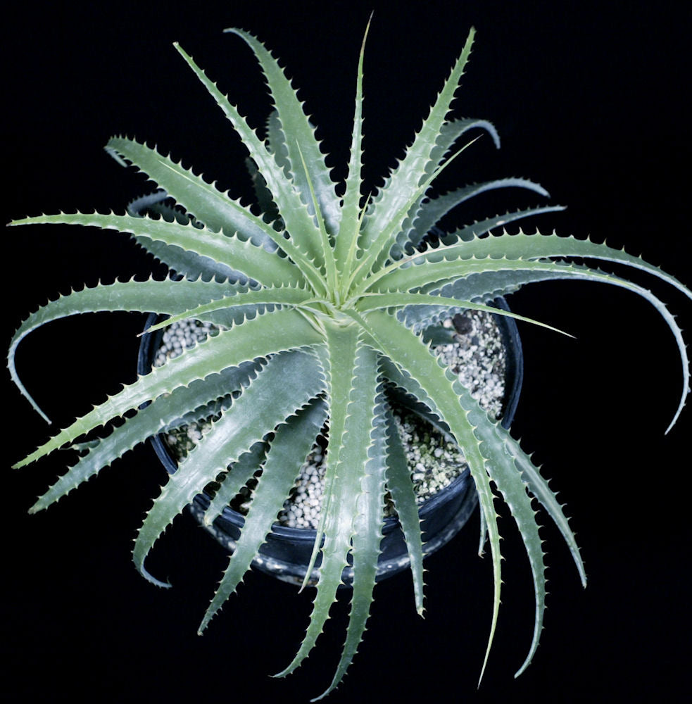 デウテロコニア Deuterocohnia longipetala ⑵ Deuterocohnia longipetala 'Best Clone' – Tropiflora