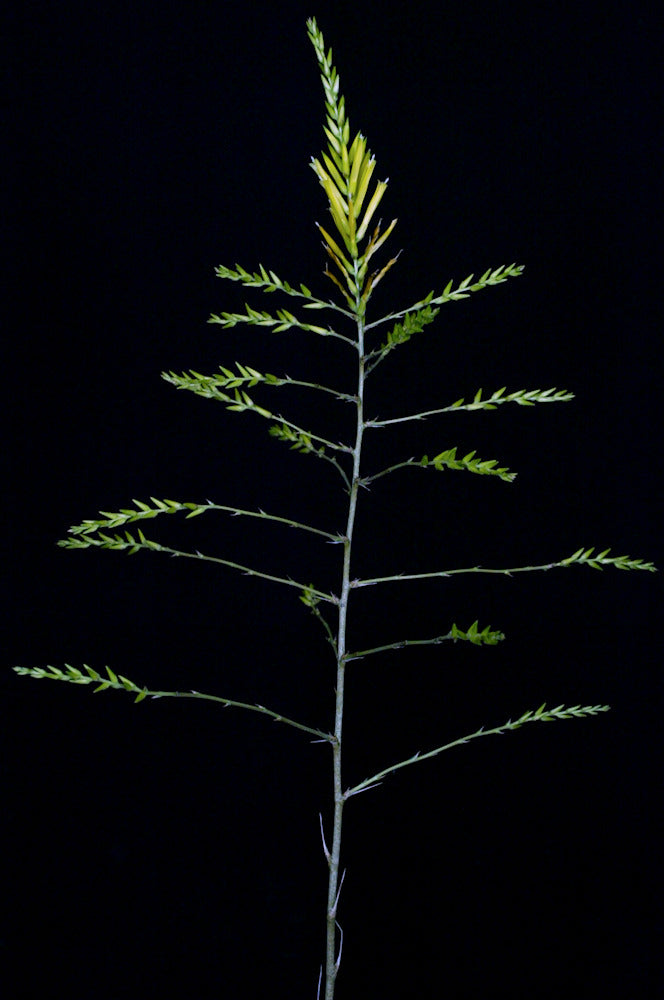 Deuterocohnia longipetala 'Best Clone' – Tropiflora