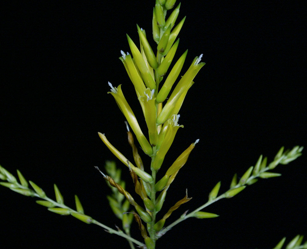 Deuterocohnia longipetala 'Best Clone' – Tropiflora