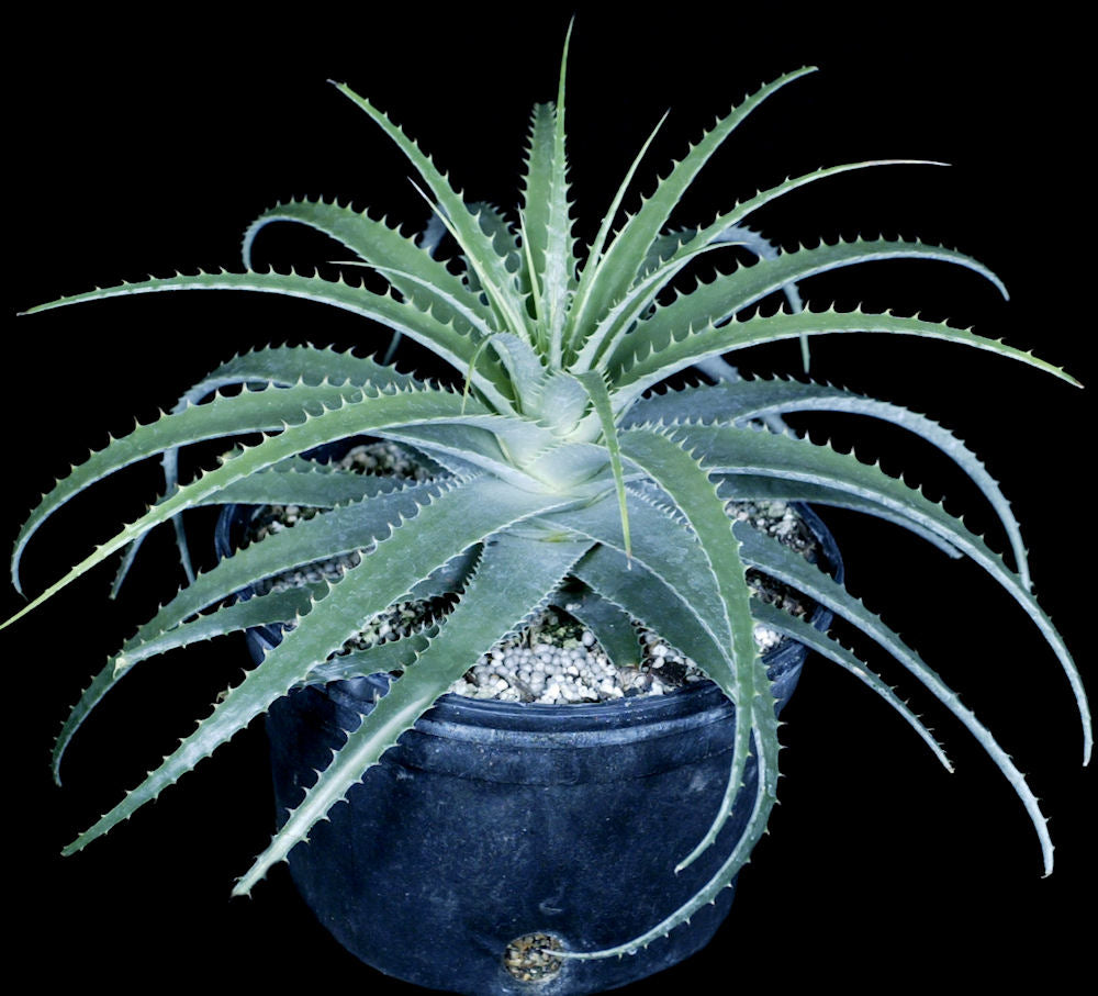 デウテロコニア Deuterocohnia longipetala ⑴ Deuterocohnia longipetala 'Best Clone' – Tropiflora