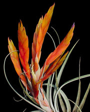 Tillandsia fasciculata 'Hondurensis' - Tropiflora