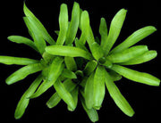 Neoregelia 'Dim Sum' - Tropiflora