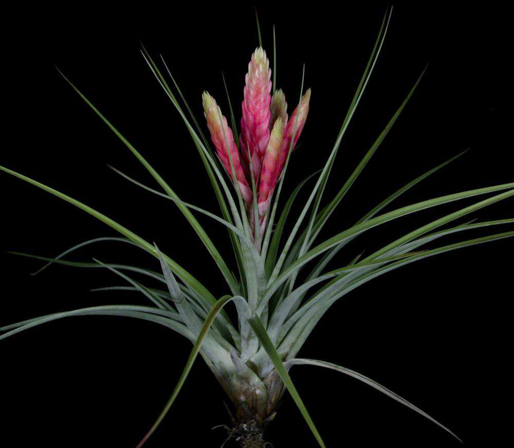 Tillandsia fasciculata 'Magnificent' - Thumbnail 3