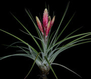 Tillandsia fasciculata 'Magnificent' - Tropiflora