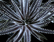 Dyckia 'Brittle Star' clone - Tropiflora