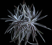 Dyckia 'Brittle Star' clone - Tropiflora