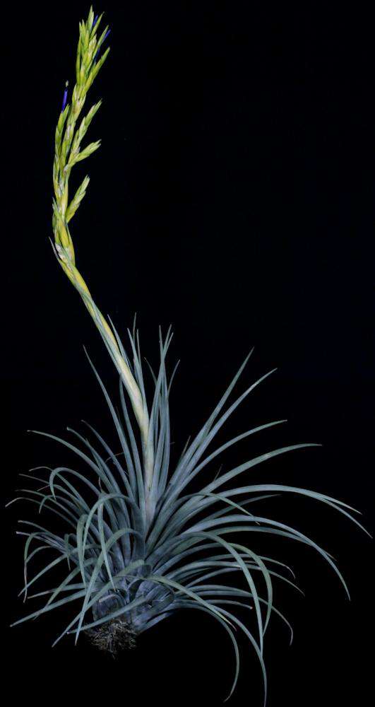 Tillandsia rodrigueziana lithophytic form Yellow - Tropiflora