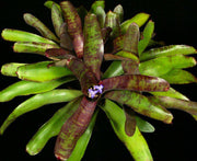 Neoregelia cf. smithii SEL96-0198 - Tropiflora