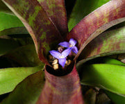 Neoregelia cf. smithii SEL96-0198 - Tropiflora