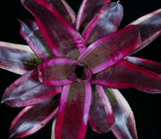 Neoregelia 'RL Special' - Tropiflora
