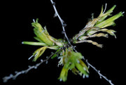 Deuterocohnia longipetala lithophytic form - Tropiflora