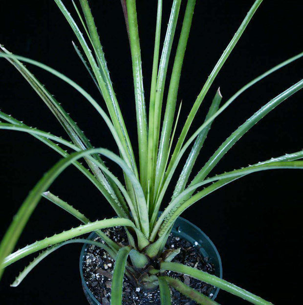 Aechmea arenaria - Tropiflora