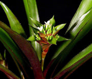 Canistropsis elata - Tropiflora