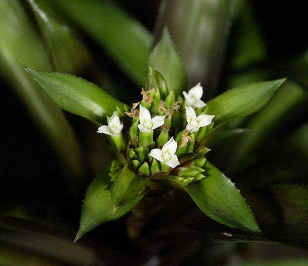 Canistropsis elata - Tropiflora