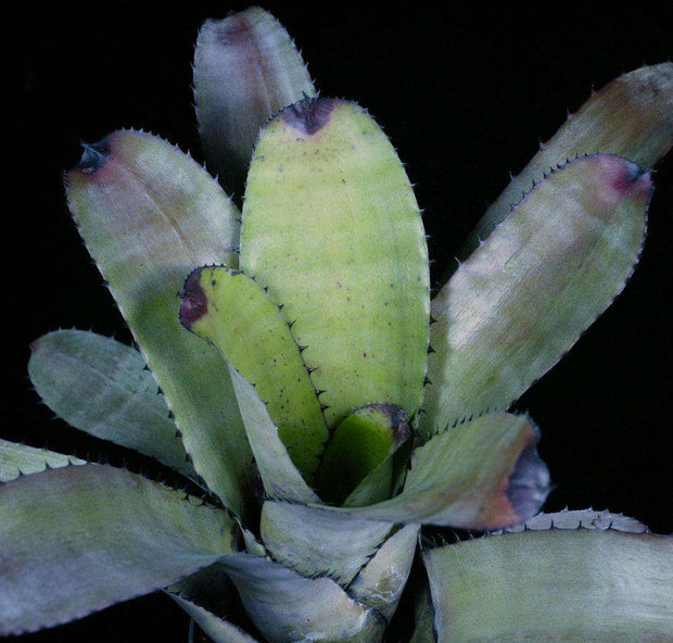 Neoregelia 'Macho' #2 - Tropiflora
