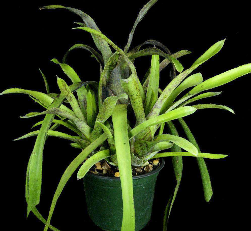 ブロメリア・エアープランツ Hohenbergia Pennae Hohenbergia pennae – Tropiflora