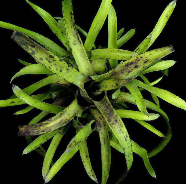 Hohenbergia pennae - Tropiflora