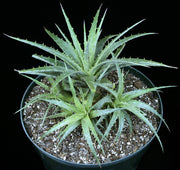 Hechtia zamudioi AS099-3