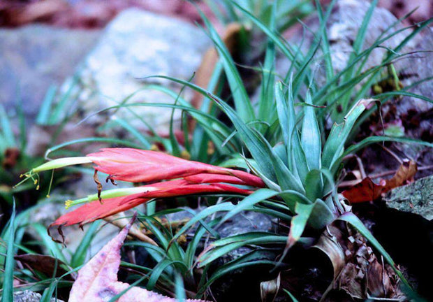 Tillandsia Cryptopoda